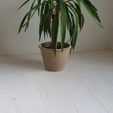 Massivt Tregulv Eden Wood Classic Hvit