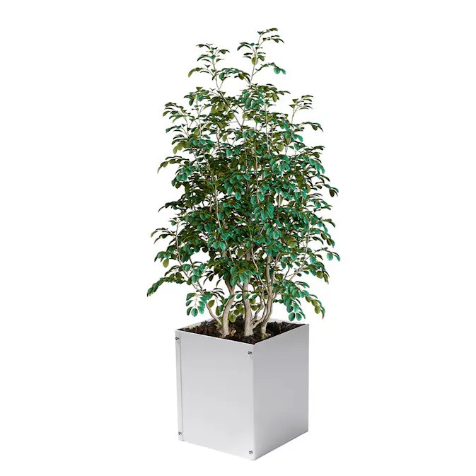 Plantekasse Skotte Garden