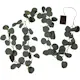 Girlander Star Trading Eucalyptus