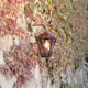 Vegglampe Gnosjö Konstsmide Fenix Ned