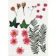 Tørkede Creativ Company Blomster og Blader Lysrød 19 Mix/1 Pk
