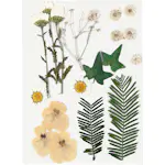 Tørkede Creativ Company Blomster og Blader Råhvit 19 Mix/1 Pk