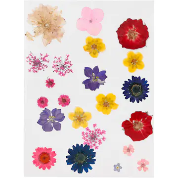 Pressede Blomster Creativ Company Ass Farger 1 Pk