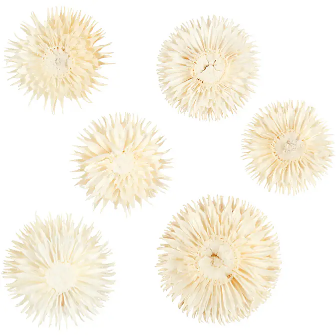Tørkede Creativ Company Blomster Dia 3-5 Cm