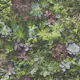 Tapet Galerie Wallcoverings Evergreen 7322
