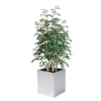 Plantekasse Skotte Garden