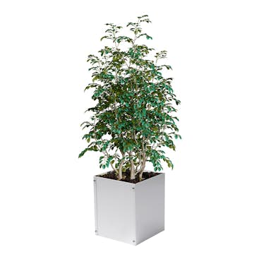 Plantekasse Skotte Garden