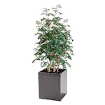 Plantekasse Skotte Garden