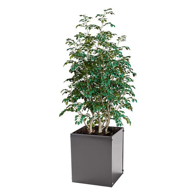 Plantekasse Skotte Garden