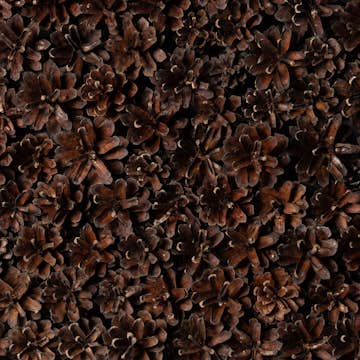 Veggpanel Emotionwood Pinecones