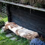 Lammeskinn Espegard Lang