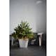 Juletrebusk Star Trading Busk 75 cm