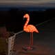 Dekorasjonsbelysning Gnosjö Konstsmide Flamingo LED
