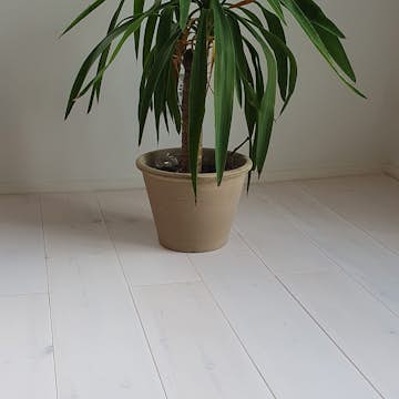 Massivt Tregulv Eden Wood Classic Hvit