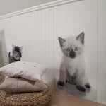Veggplate Huntonit Design Kitten 1