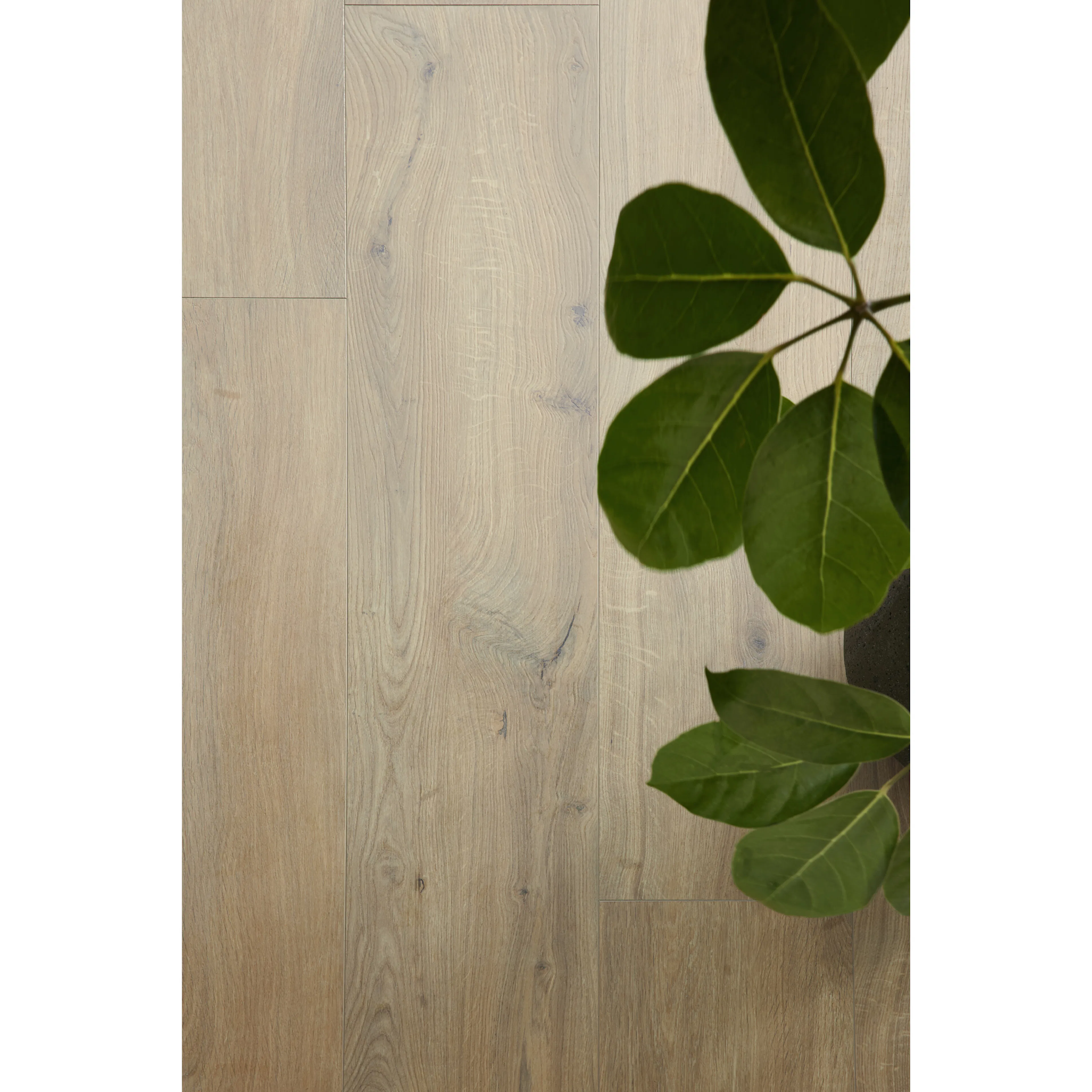 Laminatgulv BerryAlloc Ocean 8 XL Gyant Warm Natural