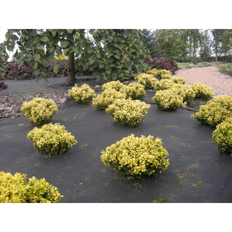 Barduk Jabo Agrimpex 1,6x10 m Sort