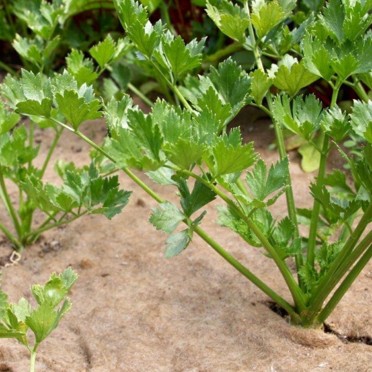 Saueullsmatte Jabo Agrimpex Planter