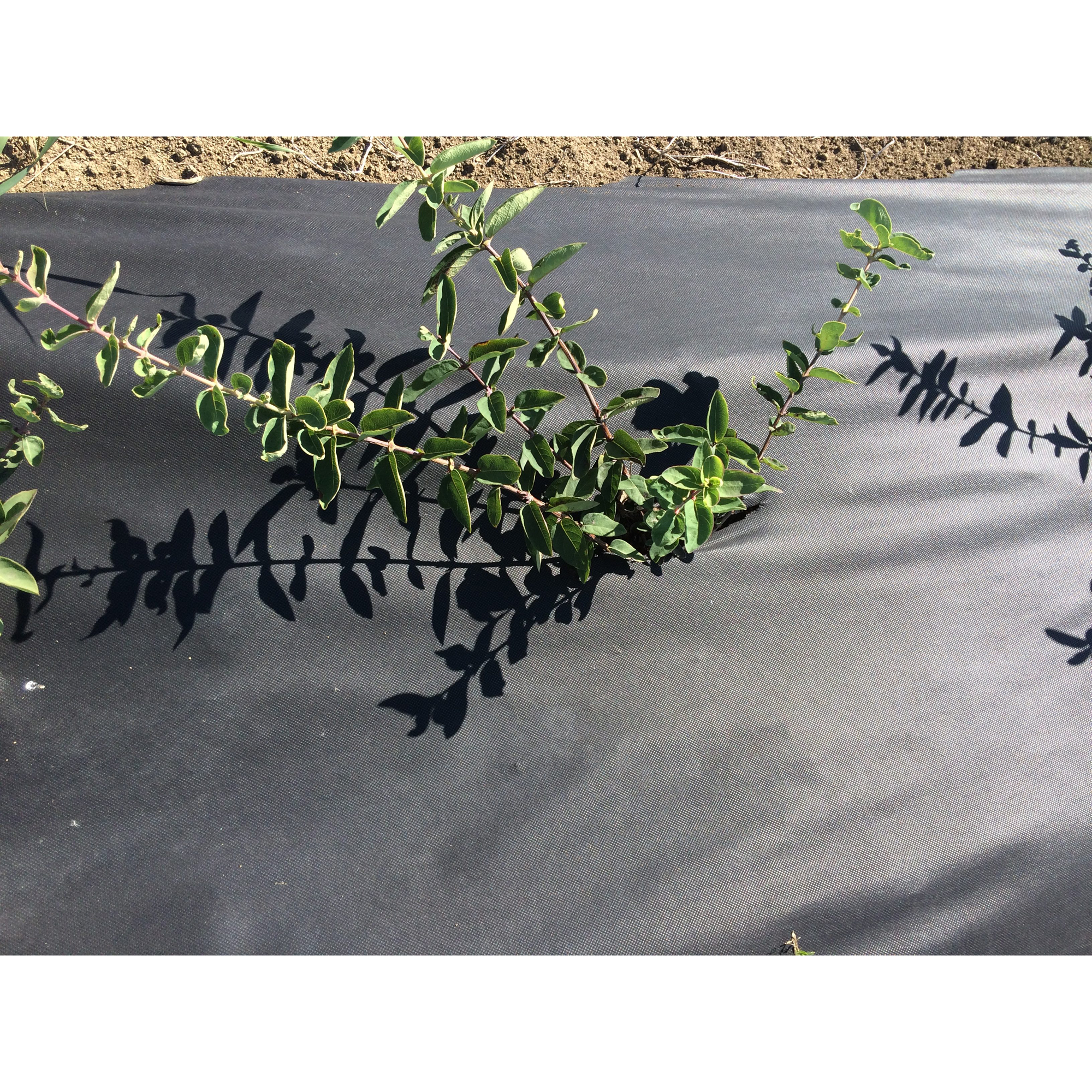 Barduk Jabo Agrimpex 1,6x10 m Sort
