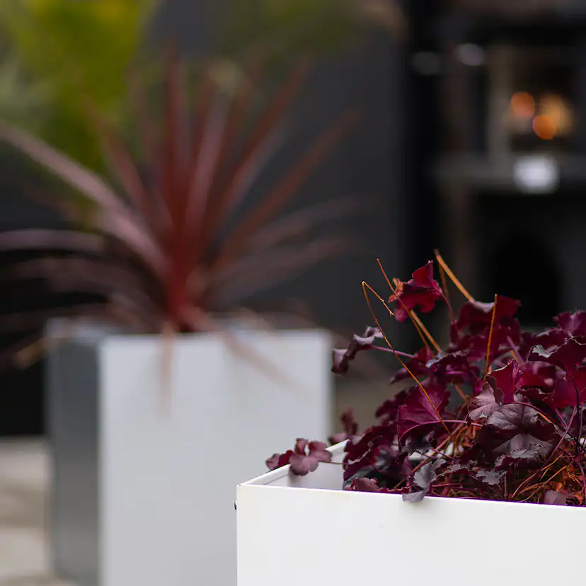 Plantekasse Skotte Garden