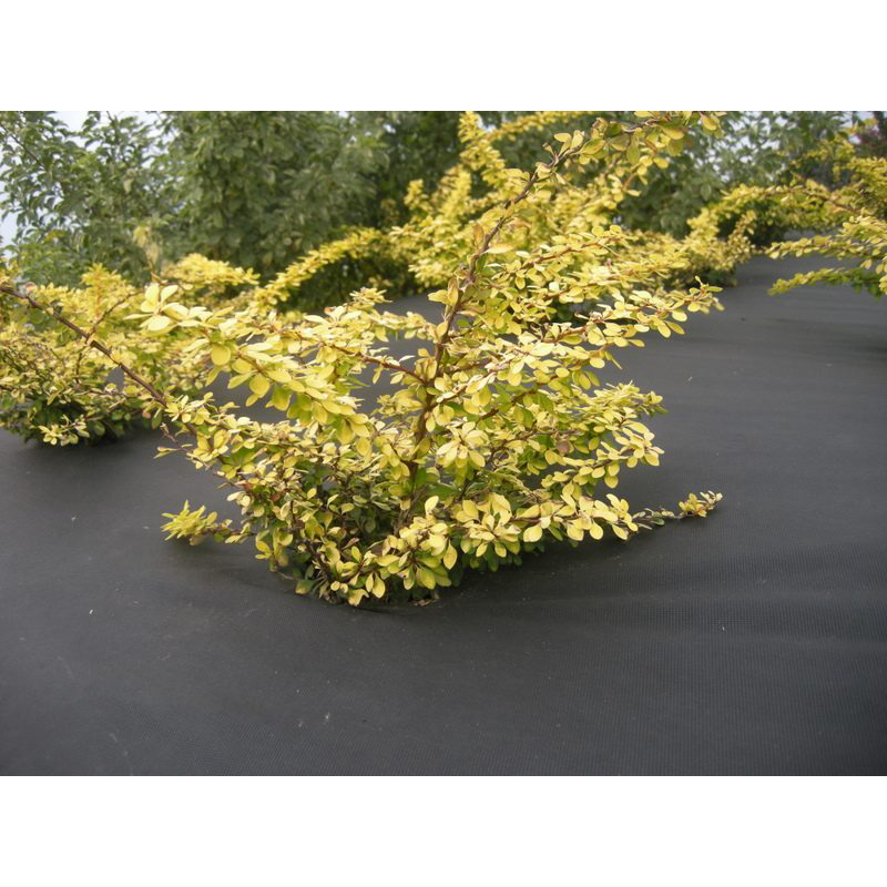 Barduk Jabo Agrimpex 1,6x10 m Sort