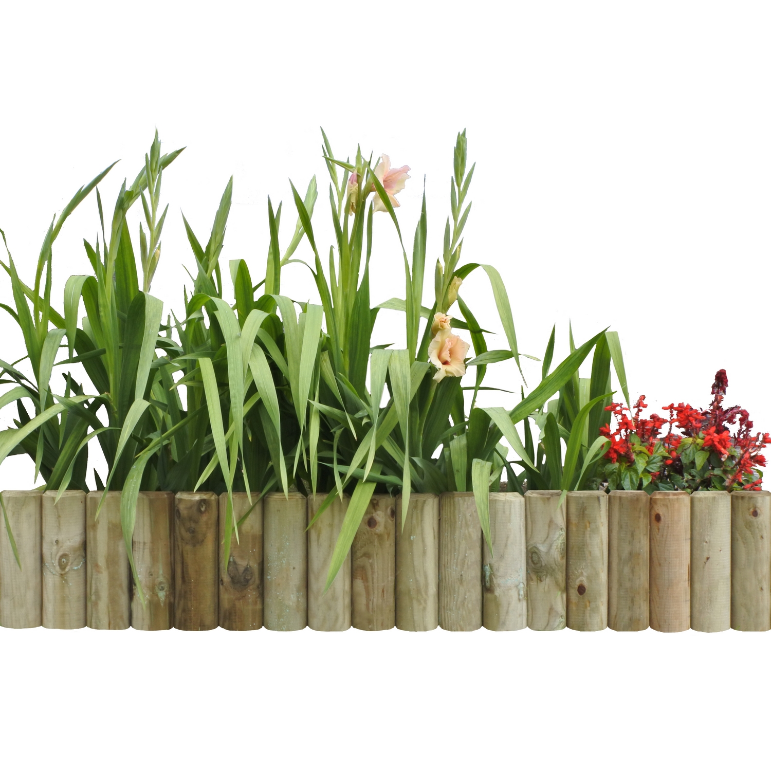 Bedkant Palmako av Rundstokk