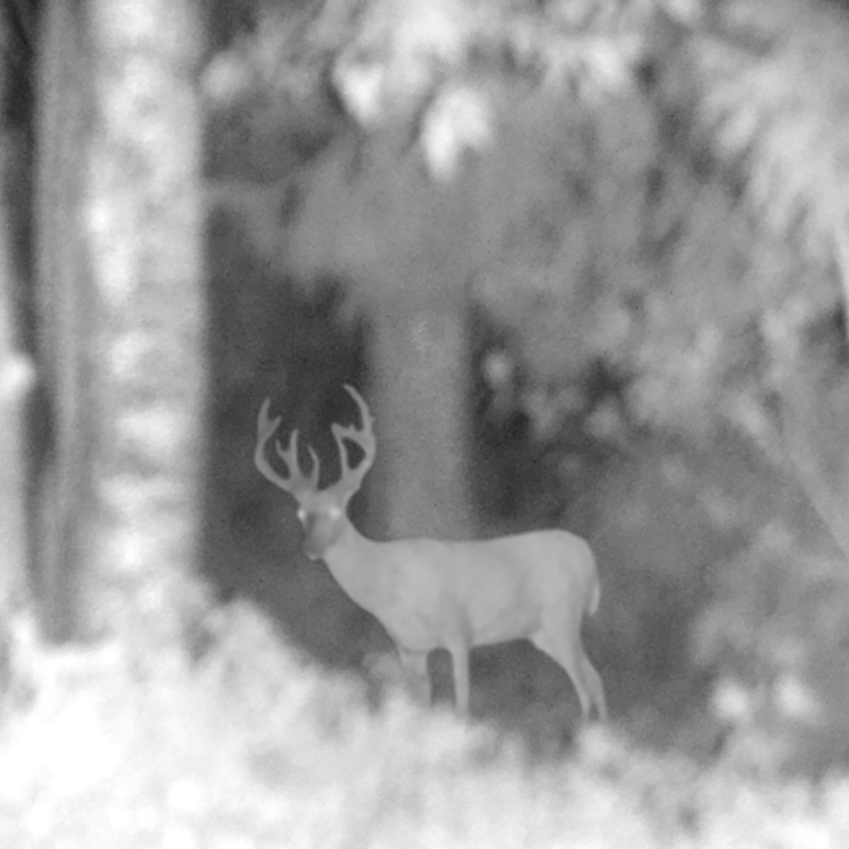 Nattkikkert Trekker Premium