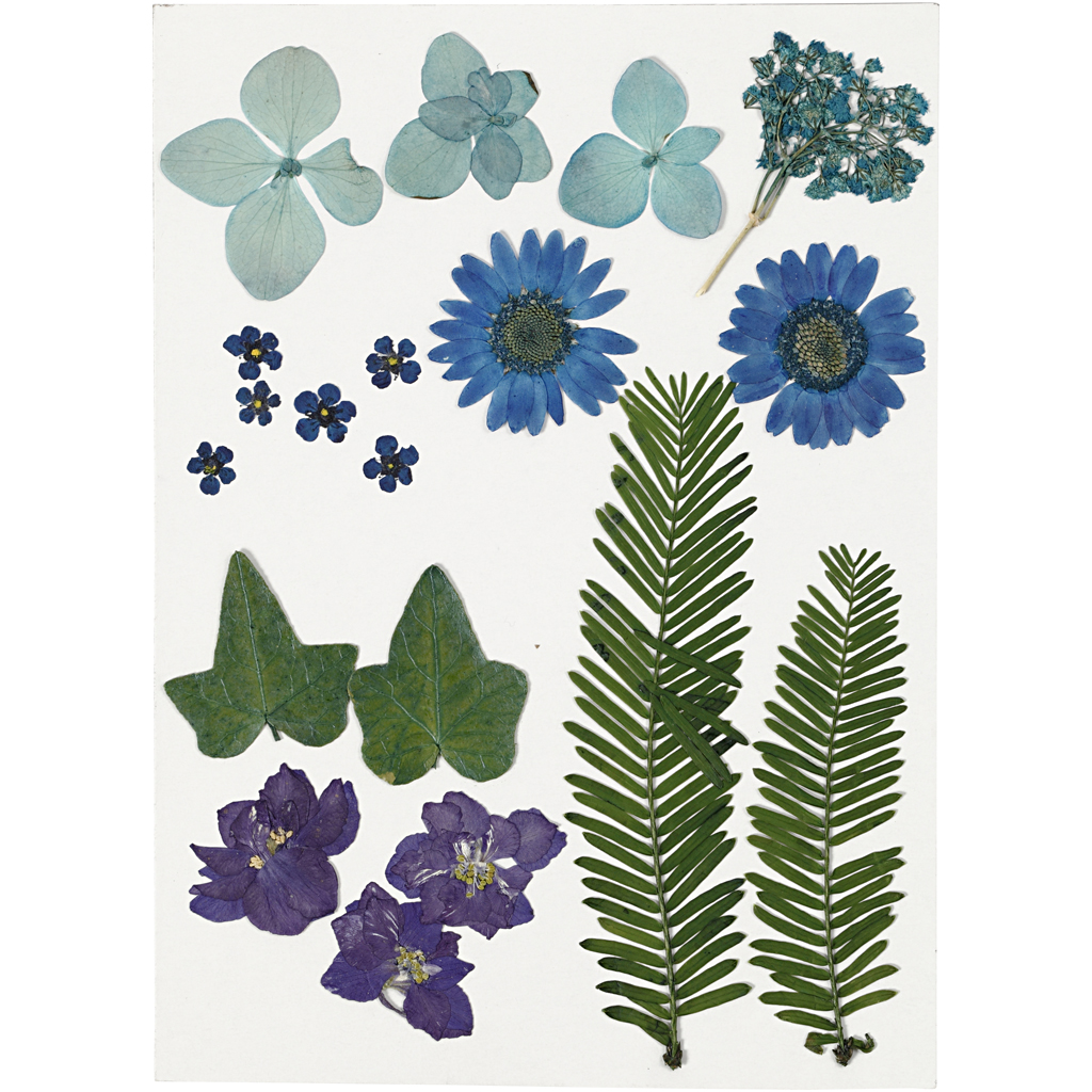 Tørkede Creativ Company Blomster og Blader Blå 19 Mix/1 Pk