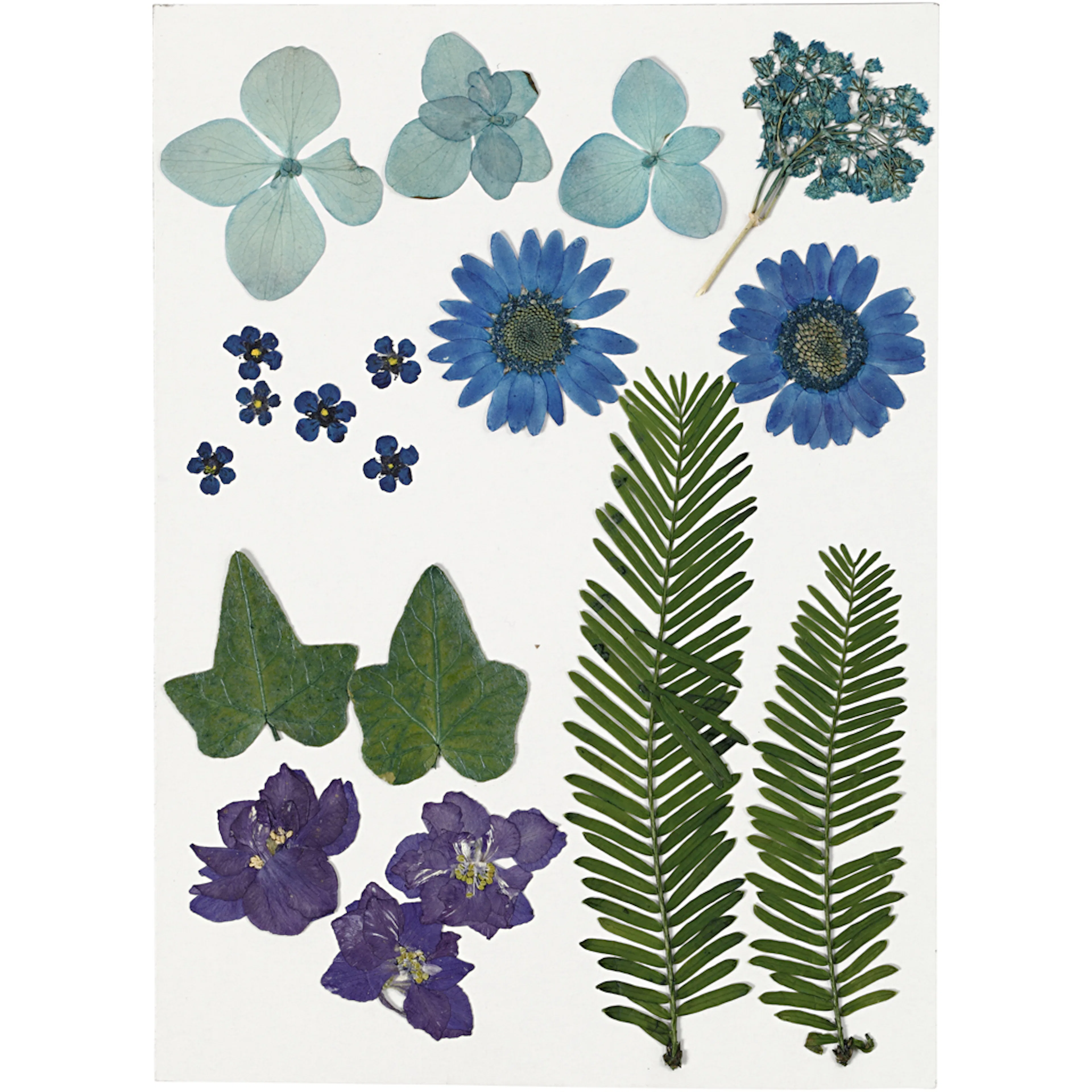 Tørkede Creativ Company Blomster og Blader Blå 19 Mix/1 Pk