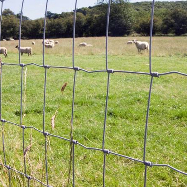Viltgjerde Fornorth Zn 150 cm 50 m