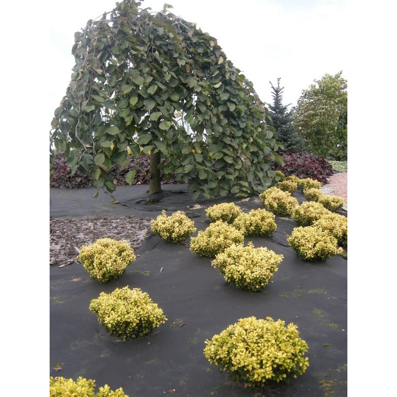 Barduk Jabo Agrimpex 1,6x10 m Sort