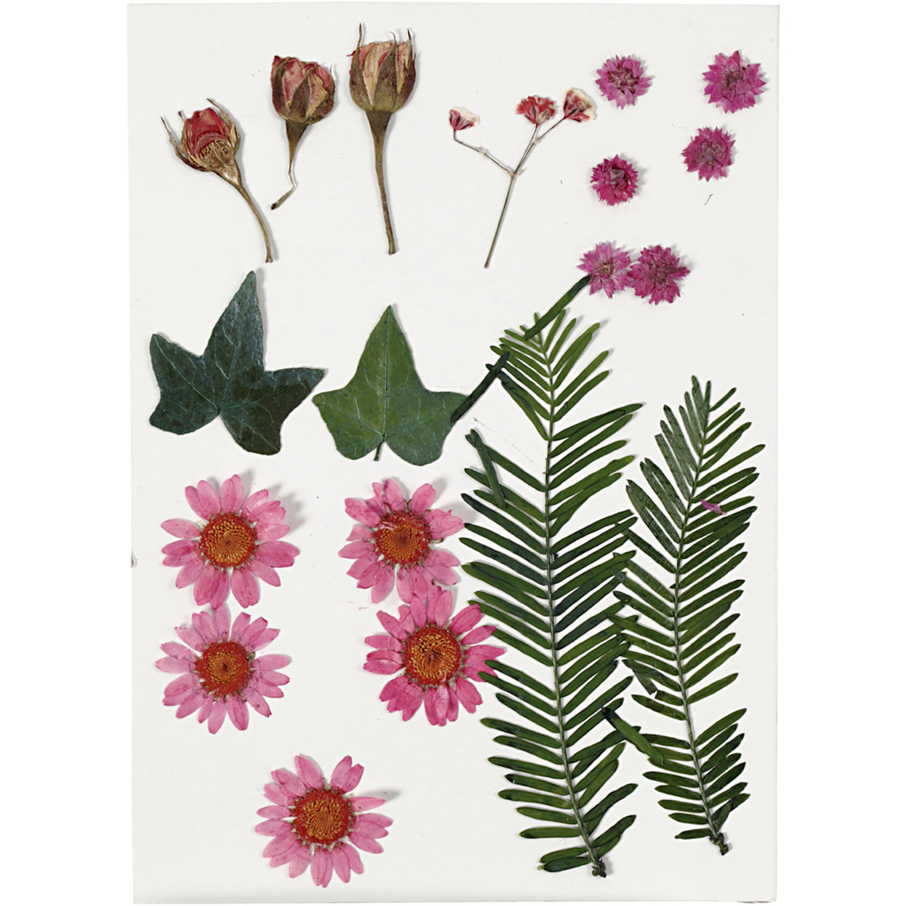 Tørkede Creativ Company Blomster og Blader Lysrød 19 Mix/1 Pk