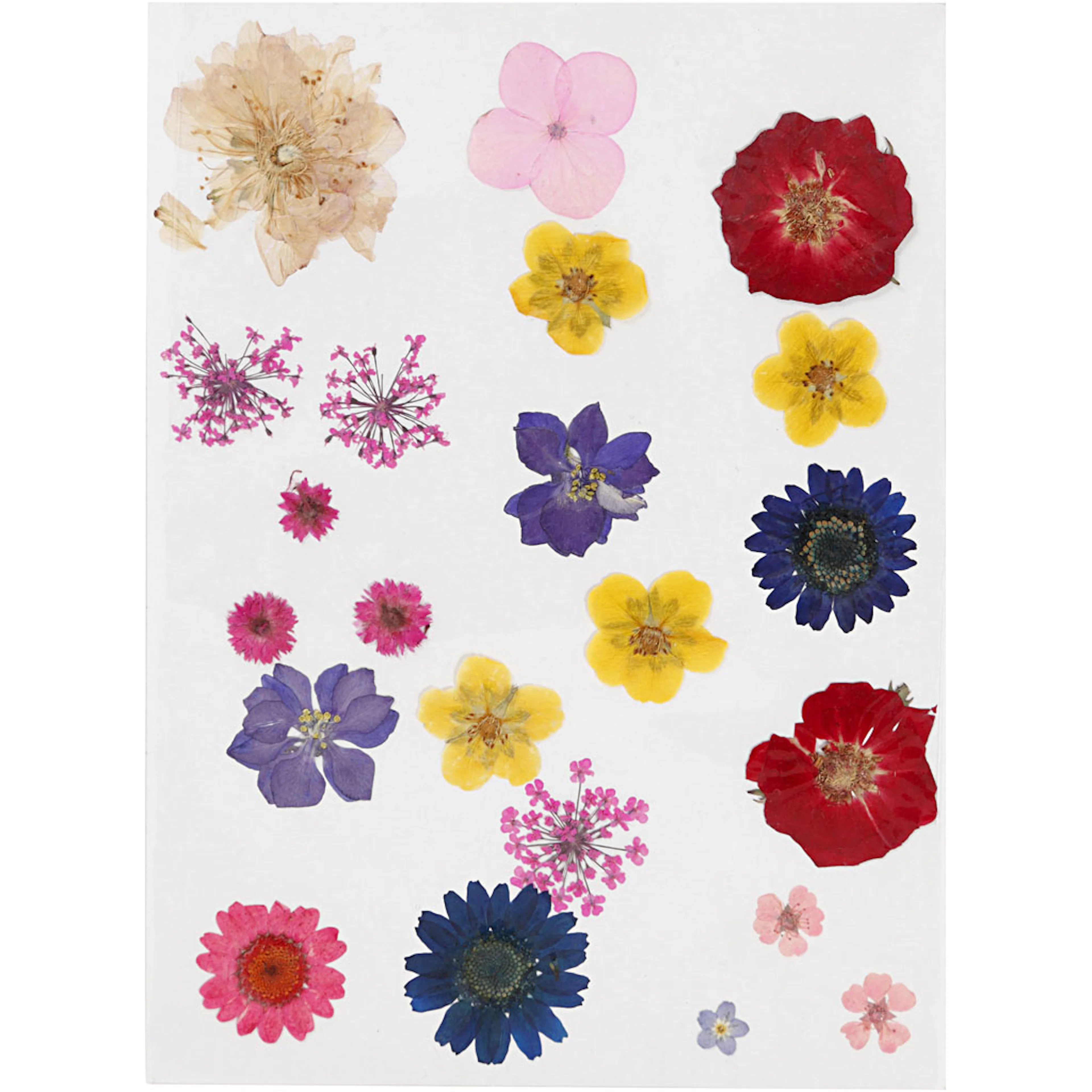 Pressede Blomster Creativ Company Ass Farger 1 Pk
