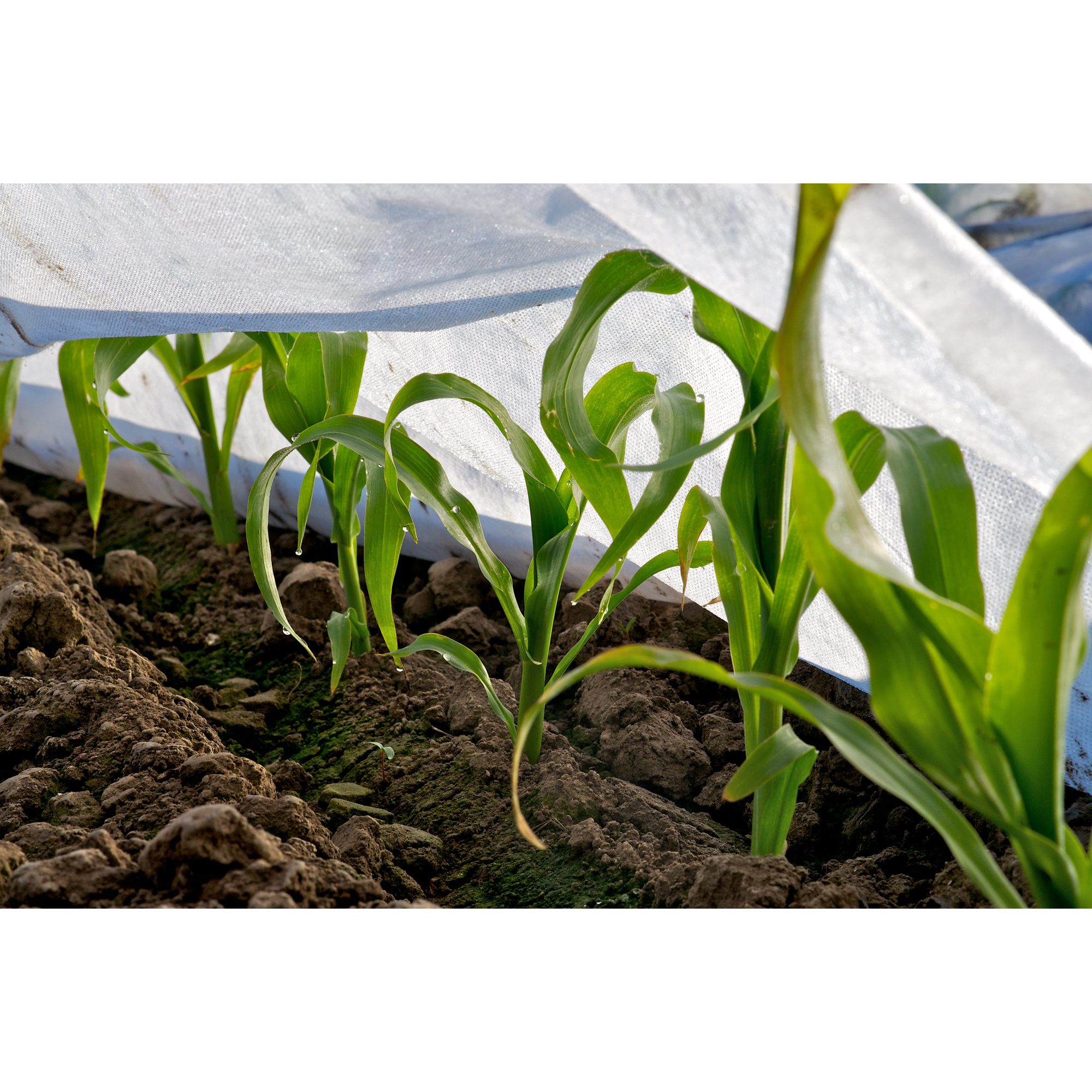 Fiberduk Jabo Agrimpex Hvit
