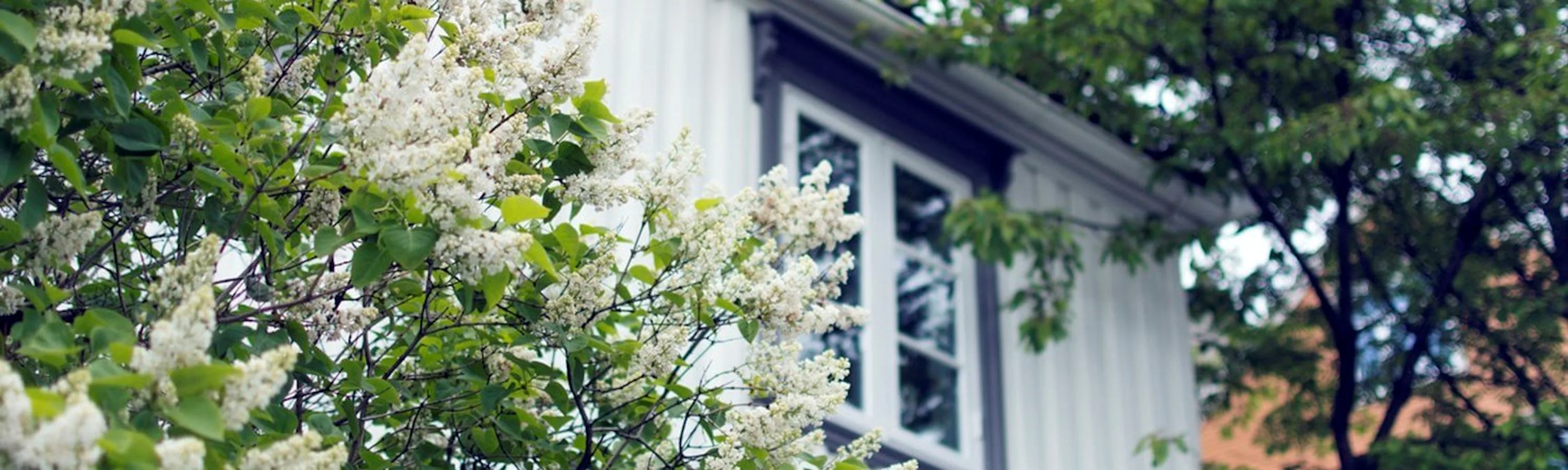 Guide til beskjæring av Syrin (Syringa Vulgaris)