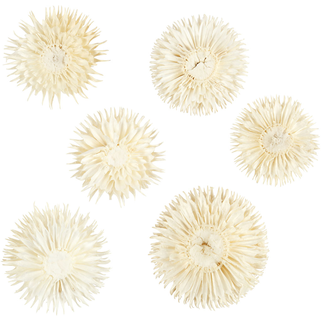 Tørkede Creativ Company Blomster Dia 3-5 Cm