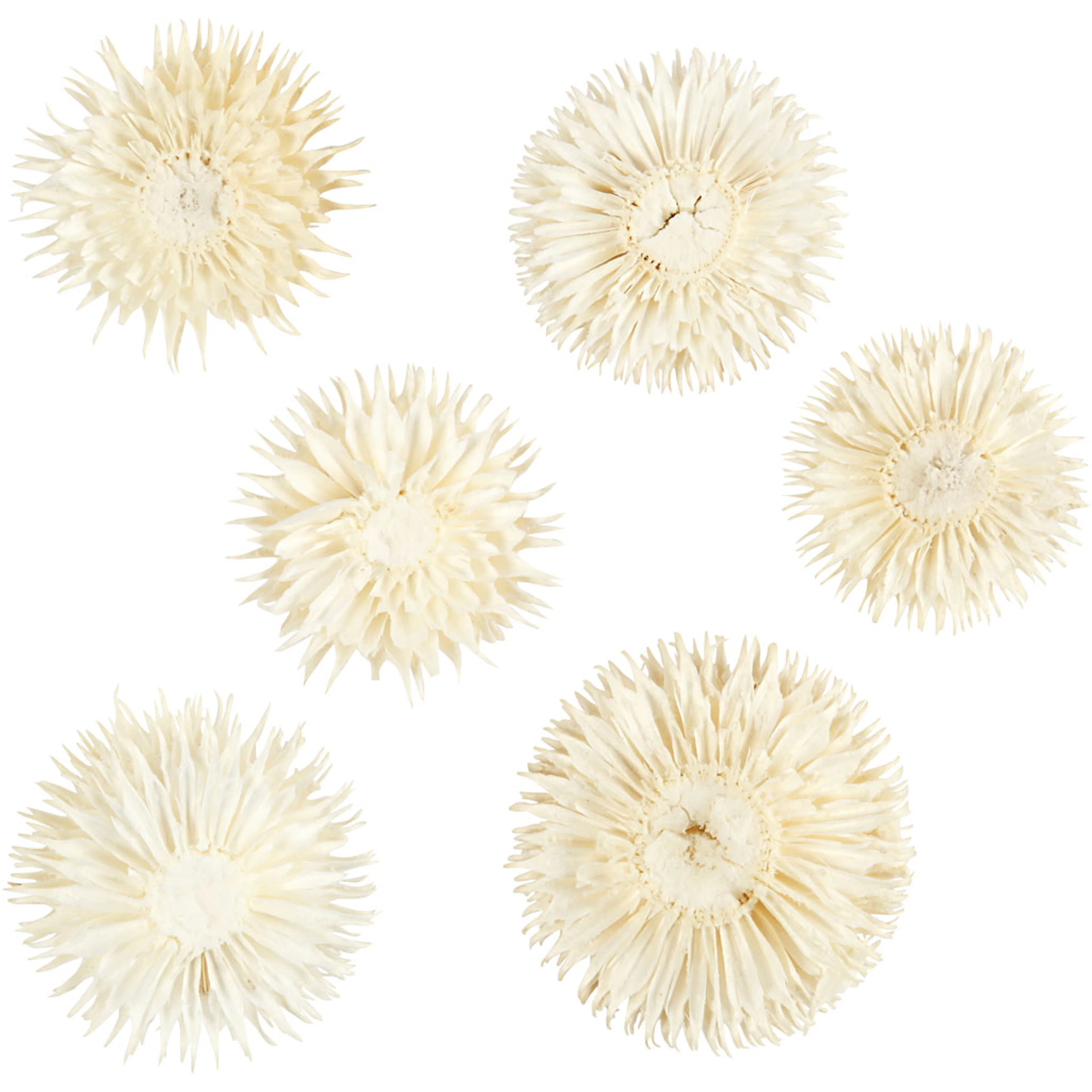 Tørkede Creativ Company Blomster Dia 3-5 Cm