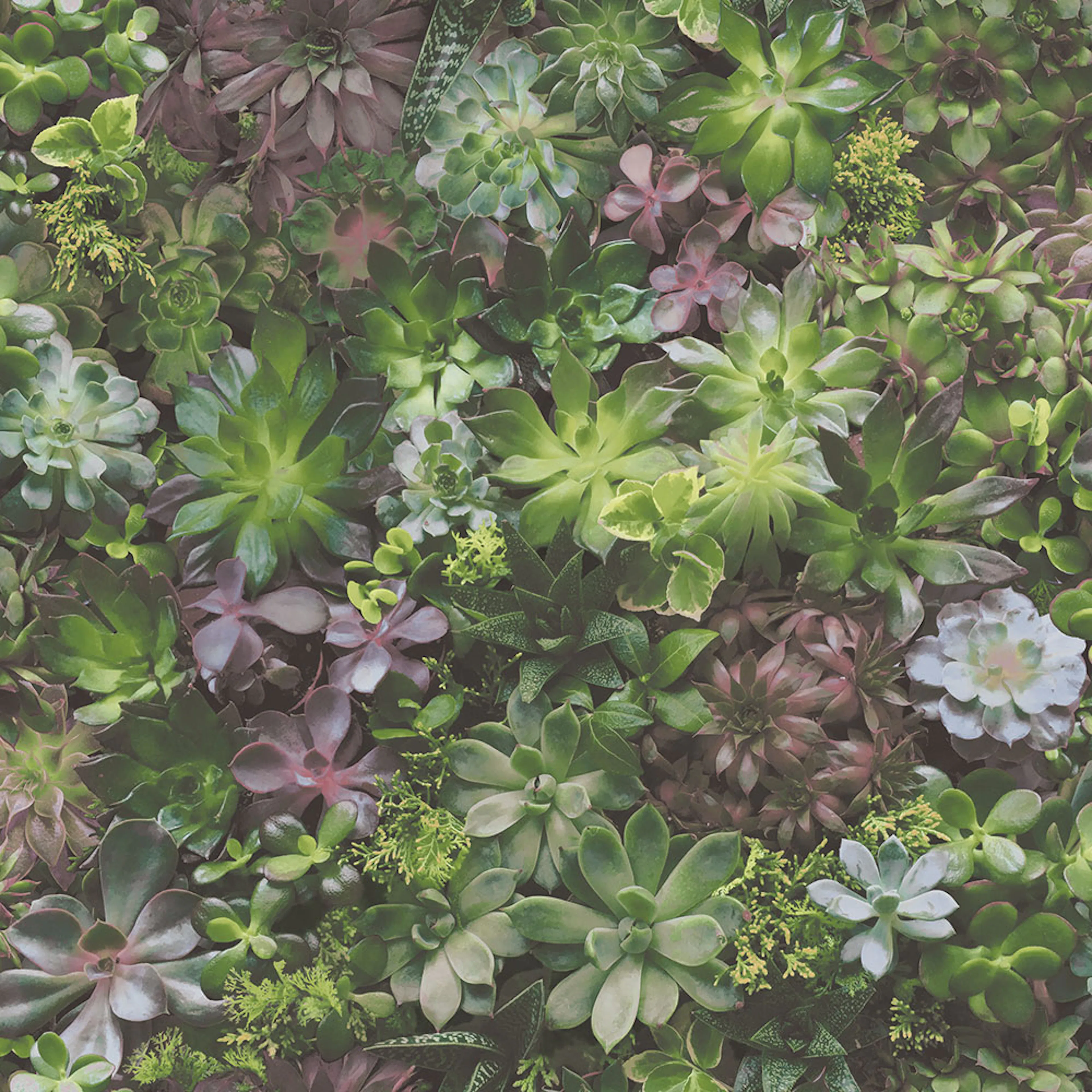 Tapet Galerie Wallcoverings Evergreen 7322
