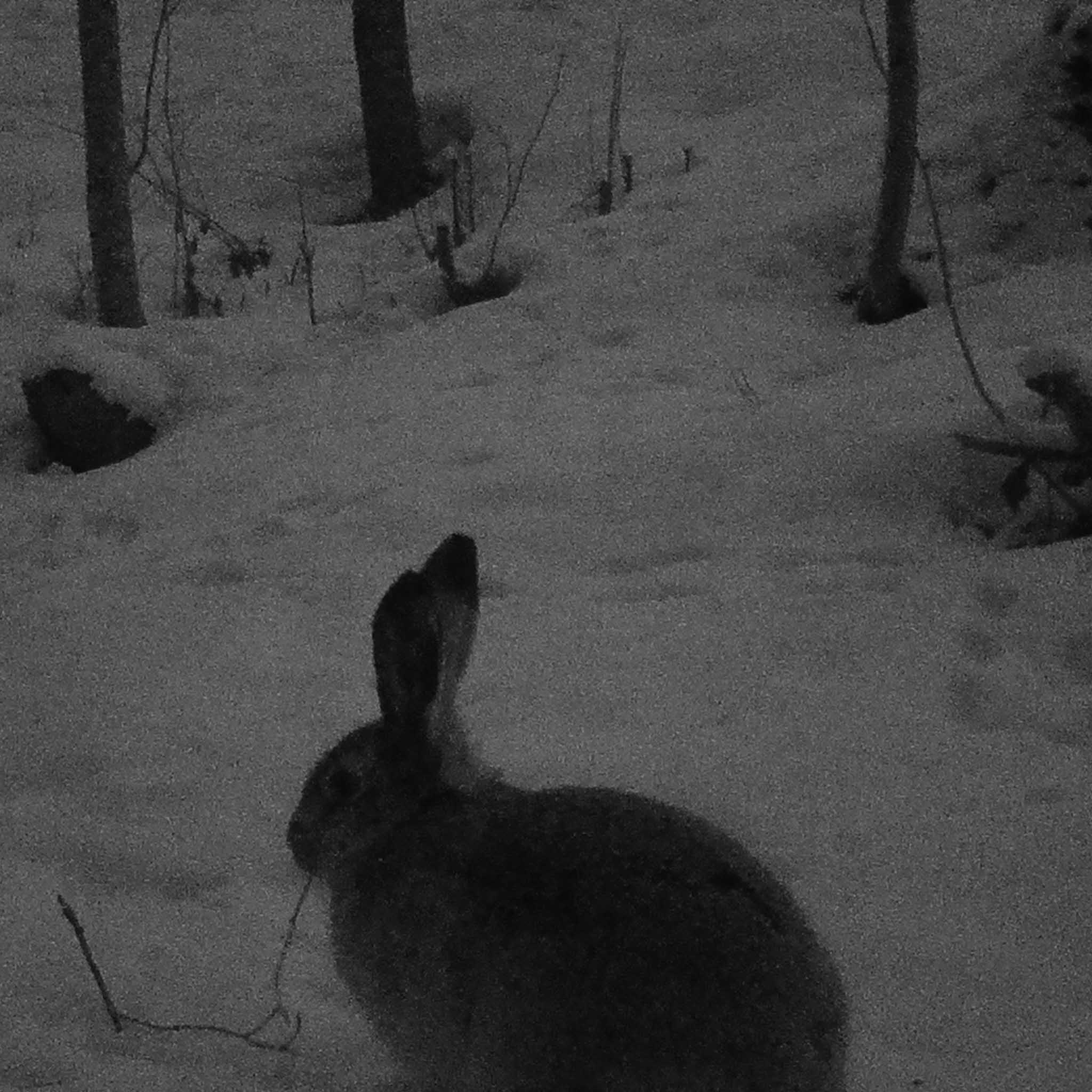 Viltkamera Trekker Premium Sendende 4G LTE