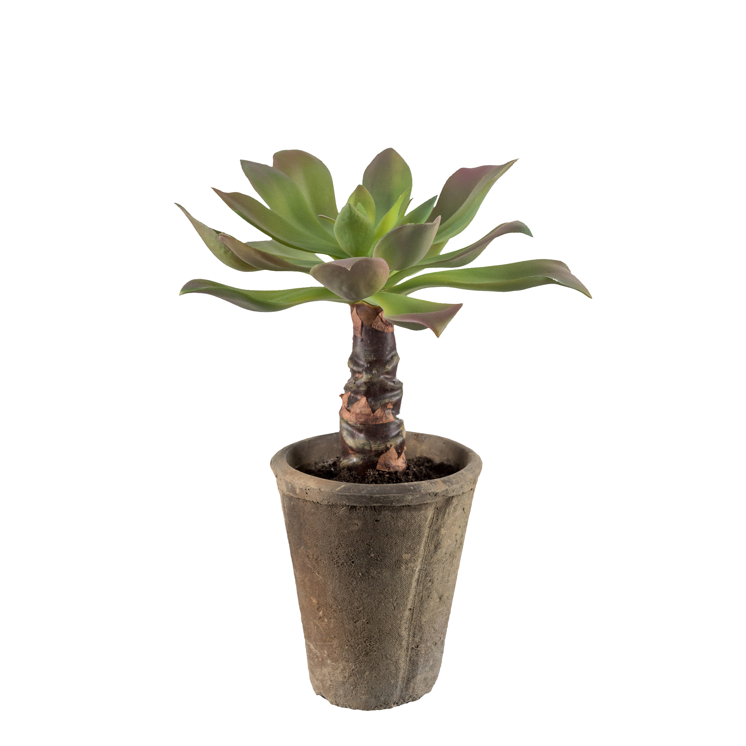 Konstväxt Mr Plant Echeveria 30