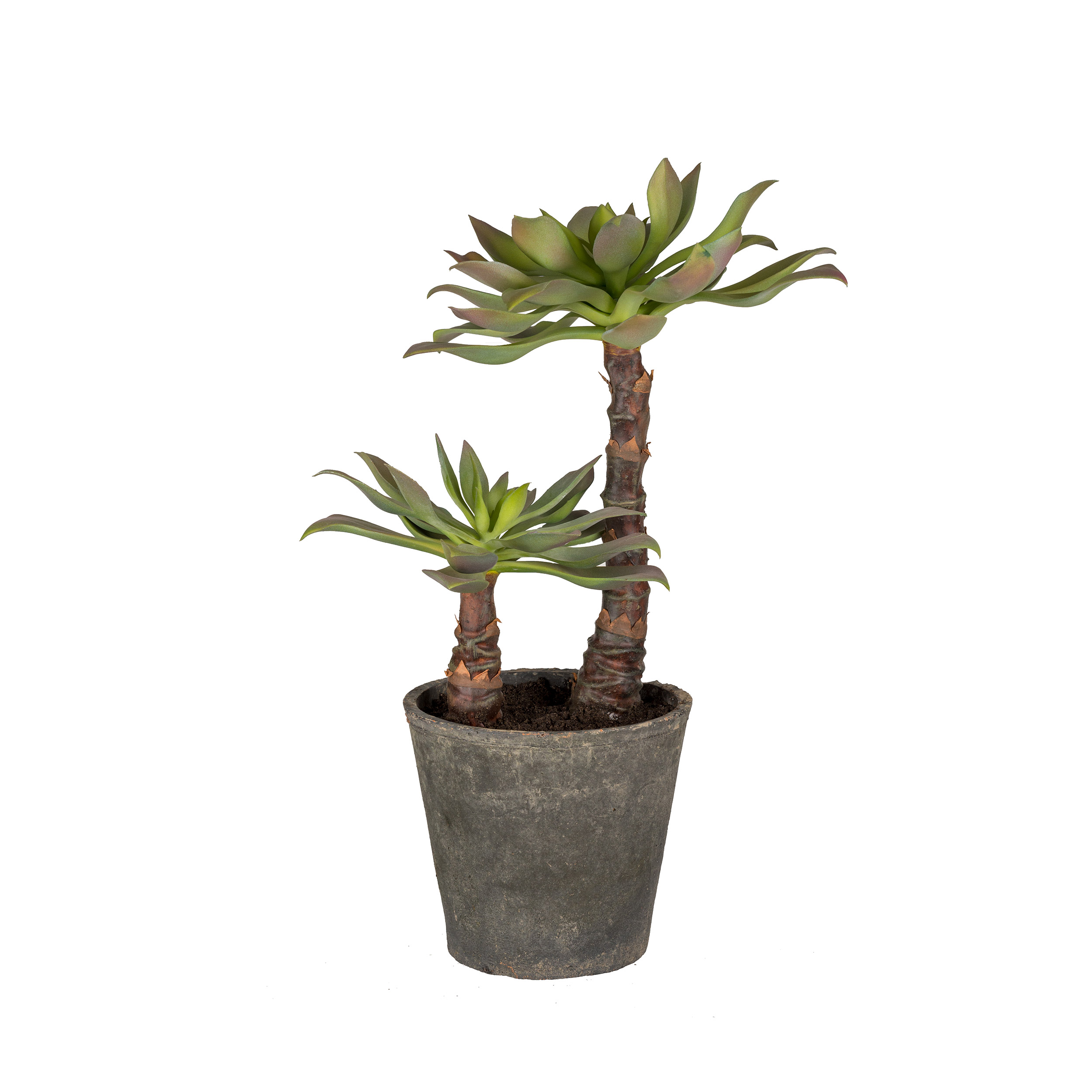 Konstväxt Mr Plant Echeveria 55