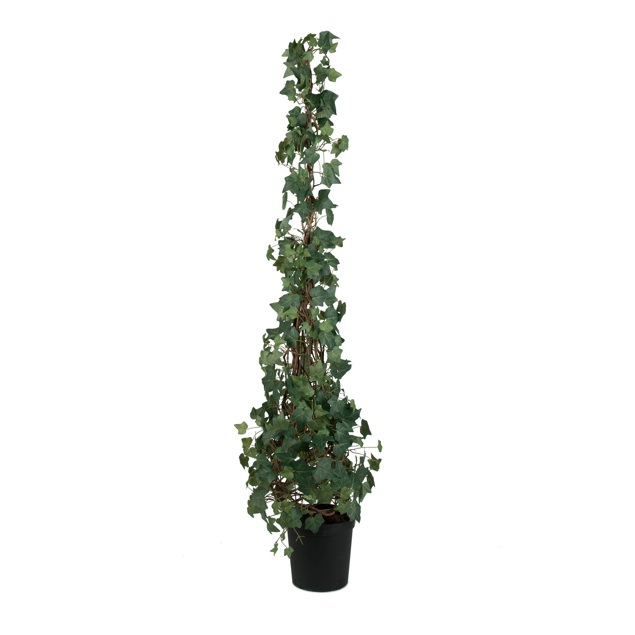Konstväxt Mr Plant Murgröna 150-180 H: 180 cm