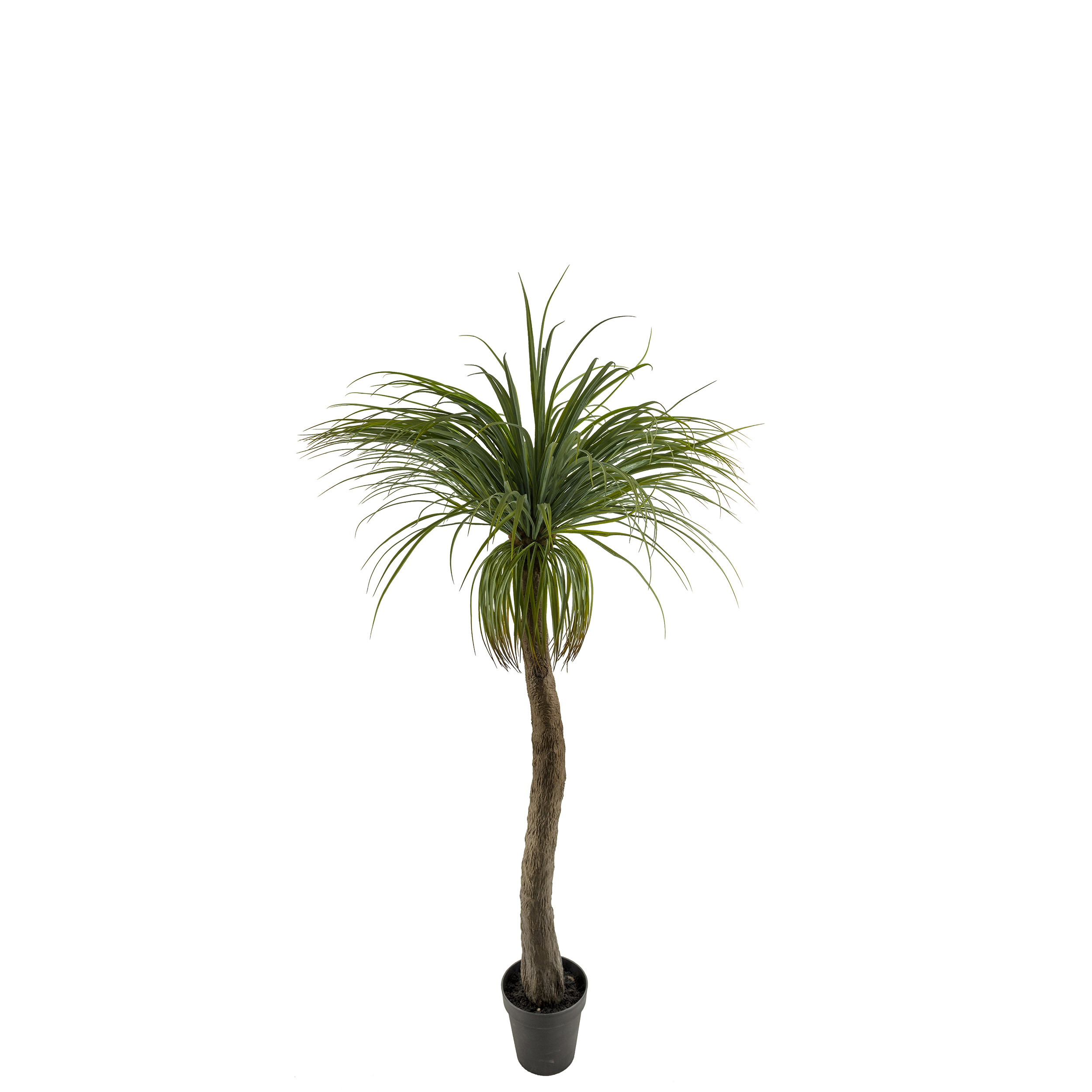 Konstväxt Mr Plant Flasklilja H: 180 cm