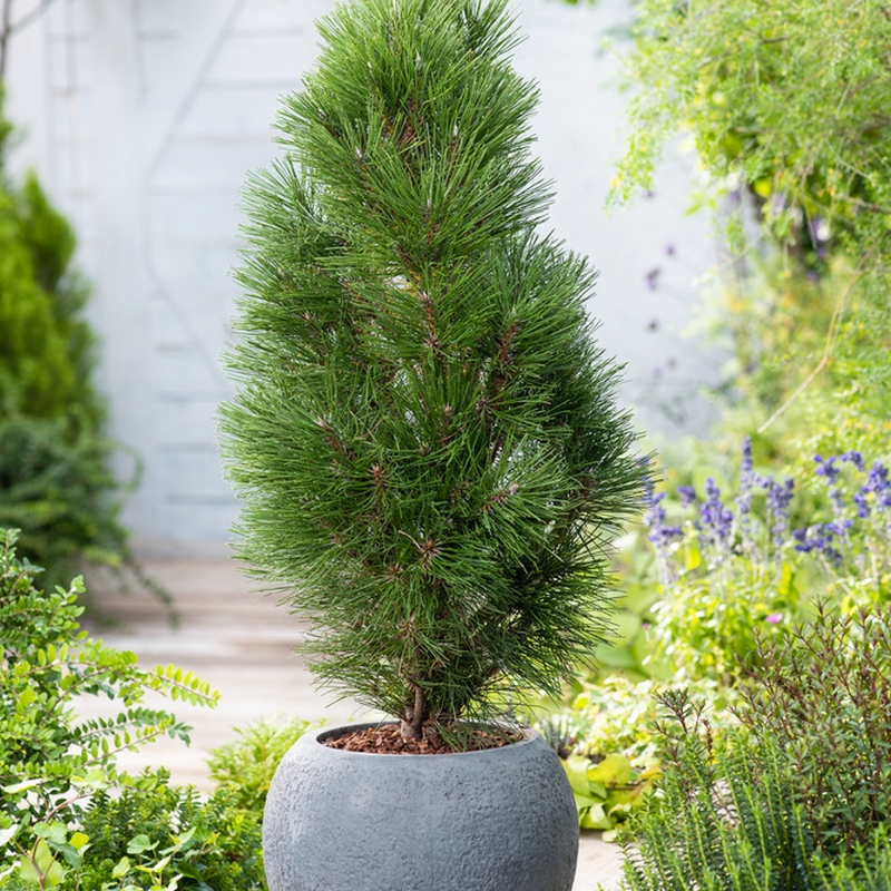 Svarttall @Plant Green Tower 5-pack