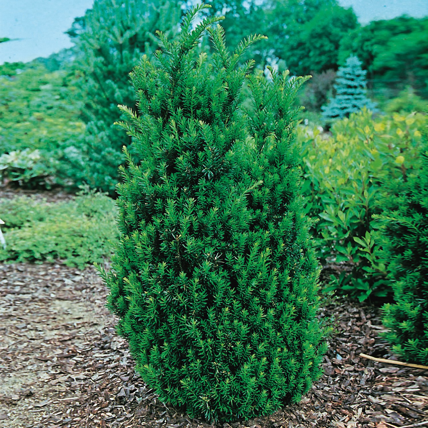 Idegran @Plant Hillii 10-pack
