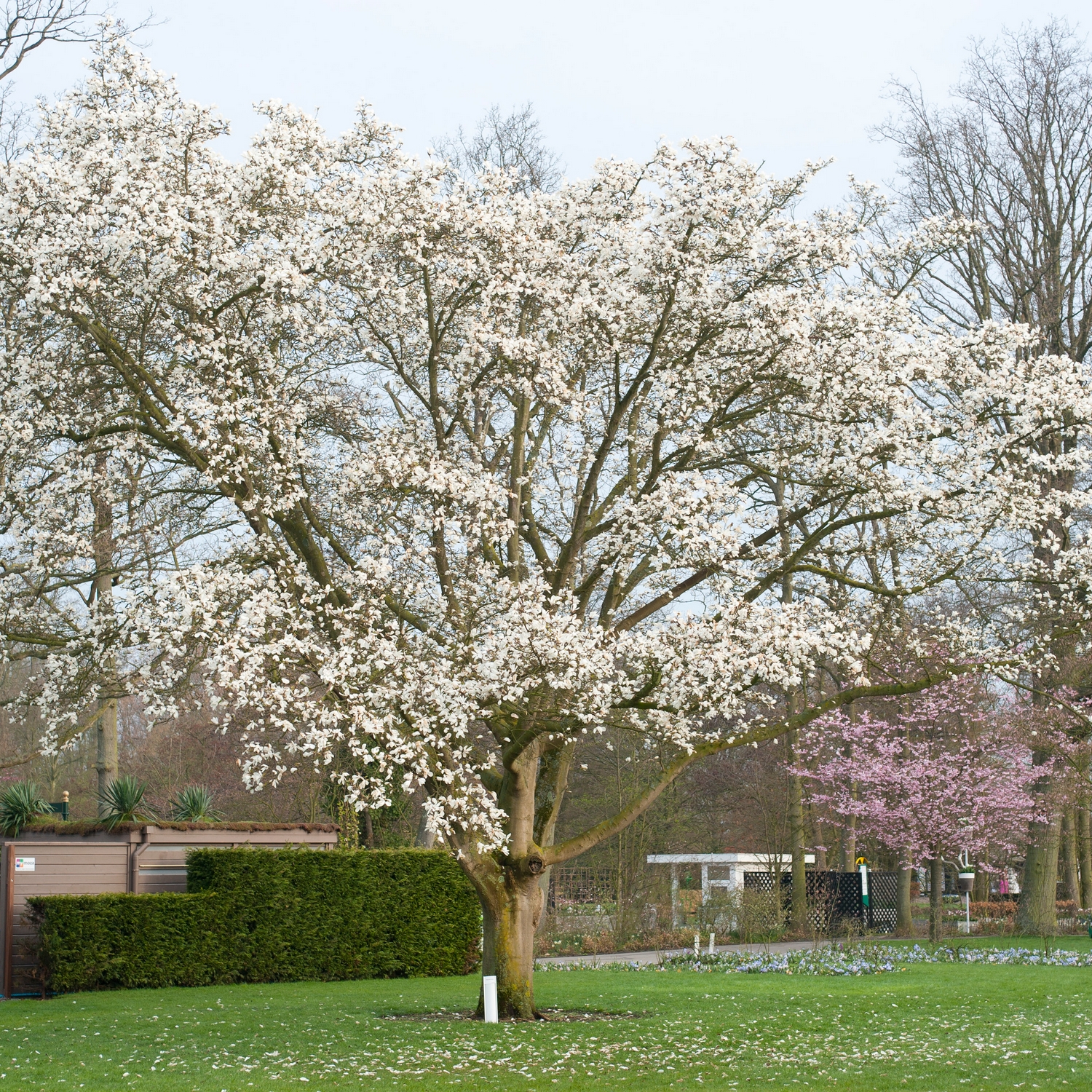 Träd Japansk Magnolia @Plant A-kval