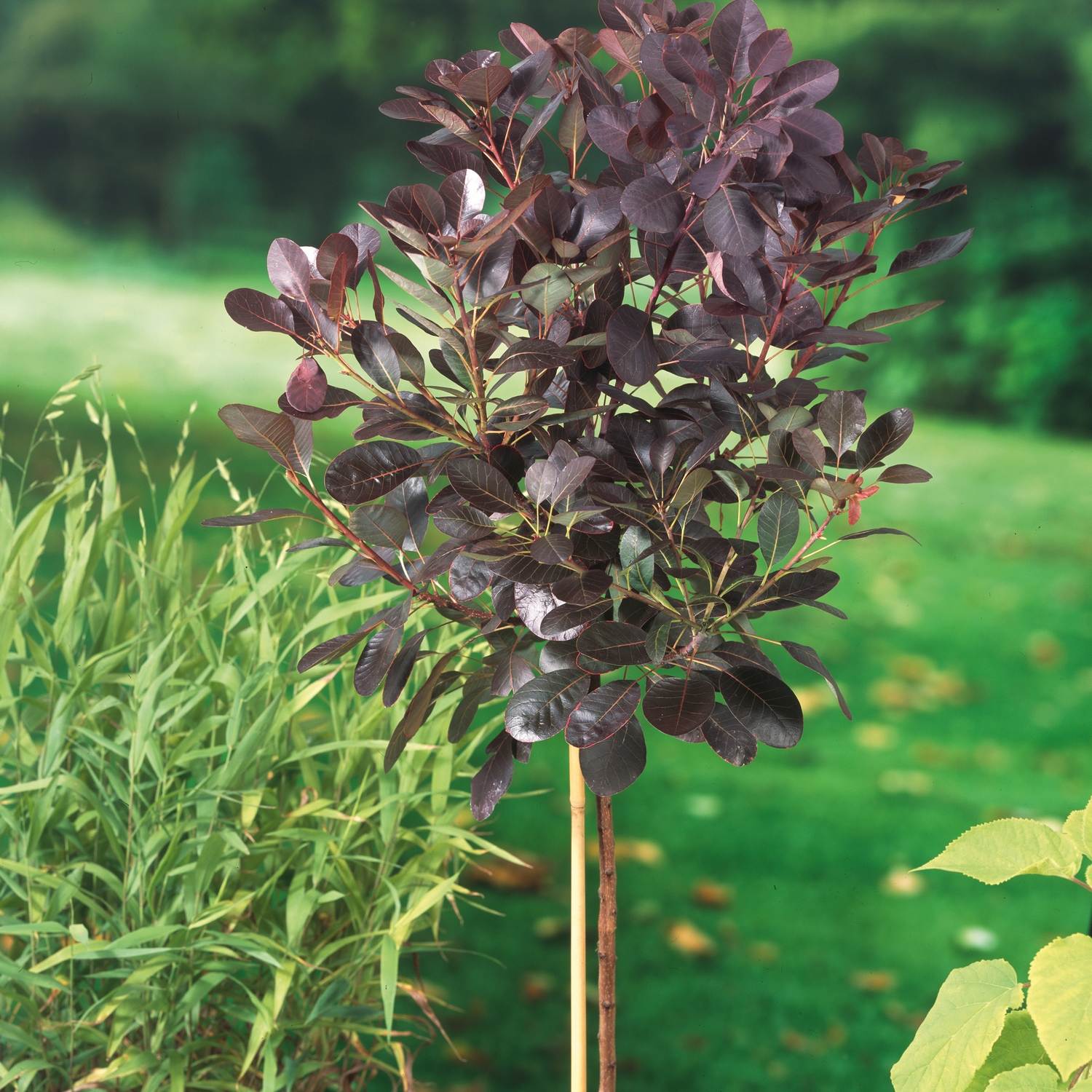 Rödbladig Perukbuske @Plant Royal Purple
