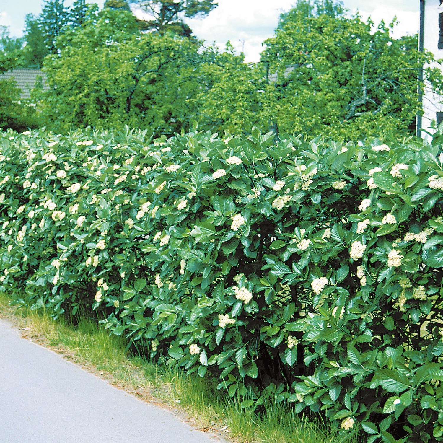 Häckplanta @Plant Häckoxel 100-pack