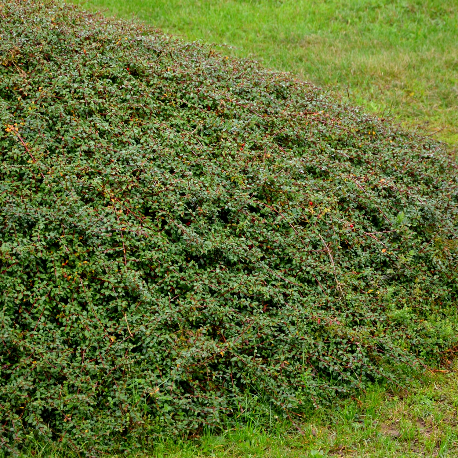 Häckplanta @Plant Krypoxbär 100-pack