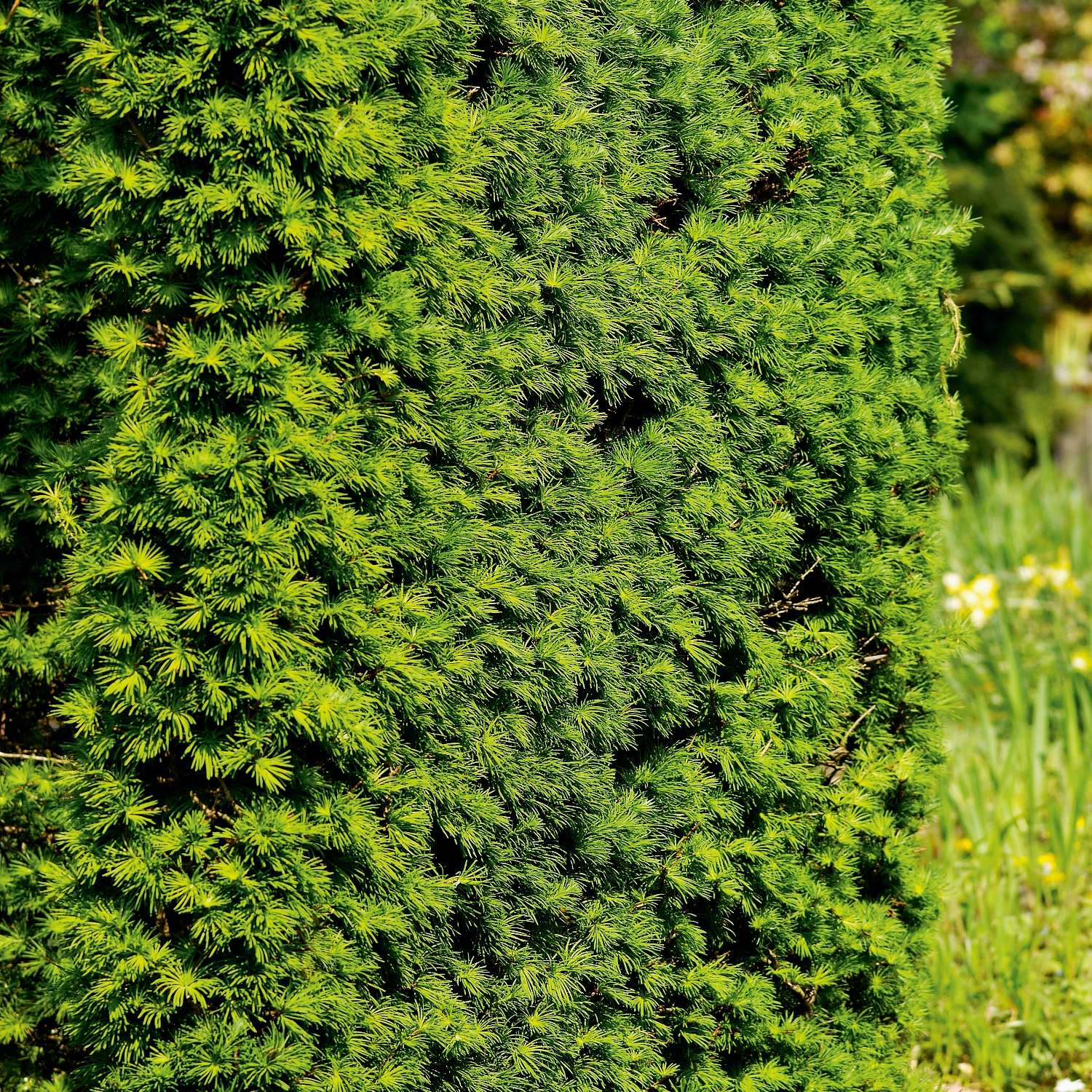 Häckplanta Japansk Lärk @Plant 10-pack